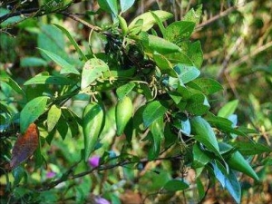 ��Ҷ���ٵĹ�Ч������ ��Ҷ�����÷�����