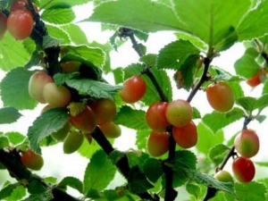 �麮���ʵ�֢״ �麮�߳�ʲôˮ����