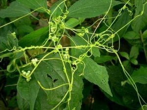 ����֬�账�� ����֬�蹦Ч ����֬���������