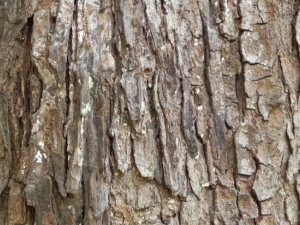 ����Ƥ�Ĺ�Ч������