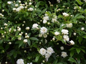 ľ�㻨�Ĺ�Ч������ ����ֹʹֹѪ