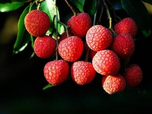 ��ʲôˮ���Ŷ����� ��������Ŷ�����ʳ��