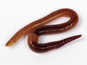 ���Ĺ�Ч�����ü�����