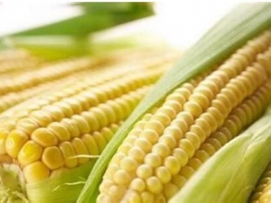 ���׵�Ӫ����ֵ ���׵�ʳ�÷���