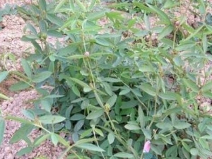 ǧ��εĹ�Ч�����ü�����