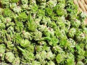 �޻����ٵĹ�Ч������ ����ʪ ׳��ֹʹ