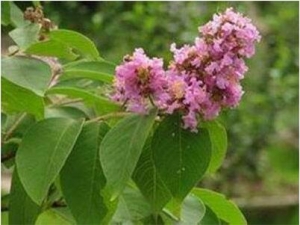 ����ʯ�̵Ĺ�Ч������