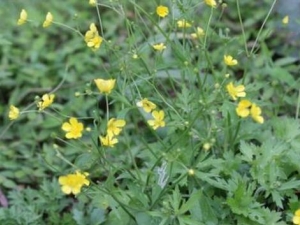 èצ�ݵĹ�Ч������ èצ����μ���