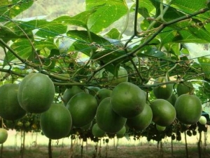 �޺����Ĺ�Ч�����ü�����