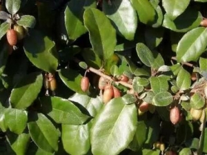 ������Ҷ�Ĺ�Ч������ ������Ҷ���÷�����