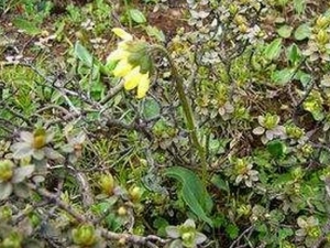 ��Ҷ��ͷ�յĹ�Ч������