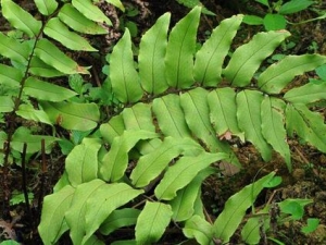 ������ڵĹ�Ч������ ���Ƚⶾ ��ʪɱ��