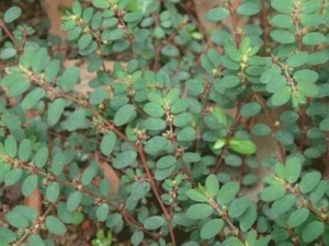 �ؽ��ݵĹ�Ч�����ü�����