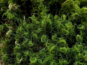 ������β޺�Ĺ�Ч������ ���ֹ��