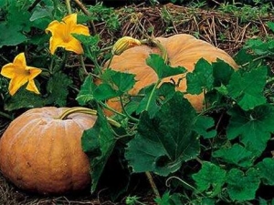 �Ϲϵ�Ӫ����ֵ �Ϲϵ�ʳ�÷���