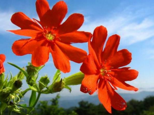 �󻨼�����