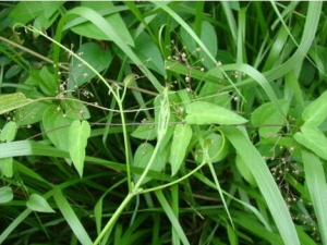 ��ʮ�����Ĺ�Ч�����ü�����