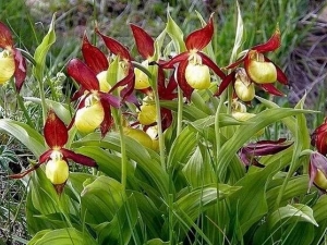 ��������Ĺ�Ч������