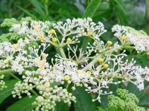 �ڹ���Ĺ�Ч������