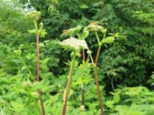 �����۵Ĺ�Ч������ �����۸�������