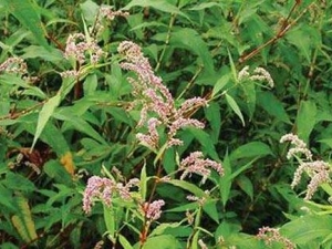 ��ޤ�Ĺ�Ч�����ü�ʳ�÷���