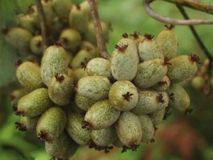 �໨⨺��ҵĹ�Ч������ ��������