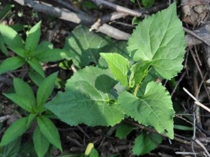 ����˵Ĺ�Ч������ ���Ƚⶾ ��Ŀ����