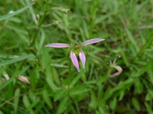 ����ݵĹ�Ч������ ����ݵĸ���