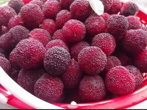 ��÷�Ĺ�Ч������ ��÷������Ӧ��