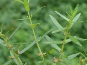 ��Ҷ�Ų�����Щ��Ч���� ��֪����