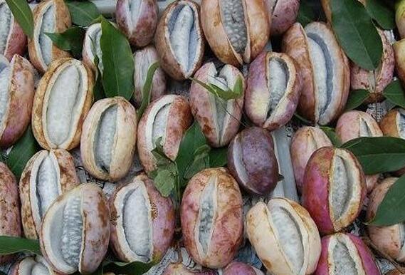 【图片】八月瓜的功效与作用|八月瓜的附方