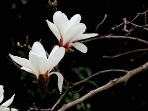 �������Ĺ�Ч������