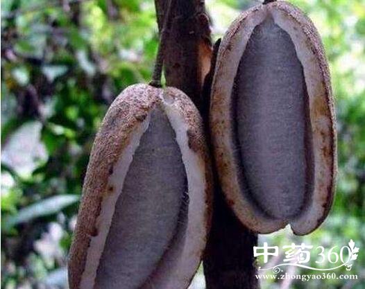 八月瓜的功效与作用 八月瓜的用法用量和使用禁忌 - 中药360