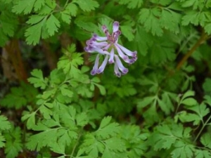 �����Ĺ�Ч������ �������ٴ�Ӧ��