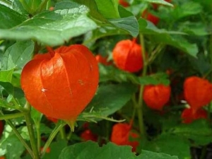 �������Ĺ�Ч�����ü�����