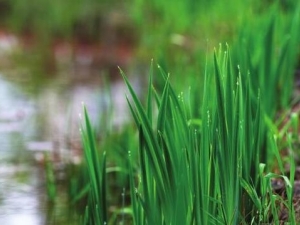 ���ѵĹ�Ч������ ������μ���