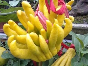 ���ֻ��Ĺ�Ч������ ���ֻ��ļ���