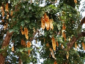 ���Ժϻ��Ĺ�Ч������ ����ֹʹ