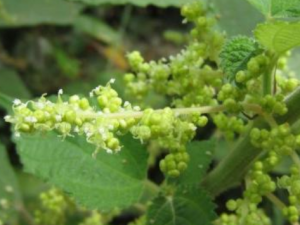 ��ë����