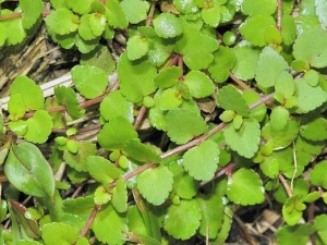 С���ɲݵĹ�Ч�����ü�����