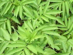 ������Ĺ�Ч������ ������ĸ���