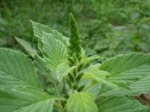 ��ͷ�ȵĹ�Ч������ ��ͷ���÷�����