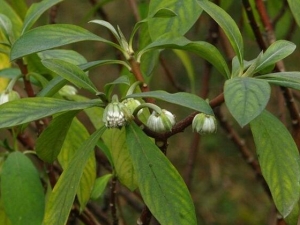 ����Ĺ�Ч������ ������ ����ֹʹ