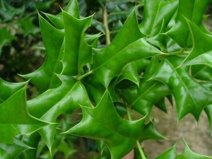 �۹�Ҷ�Ĺ�Ч�����ü�����