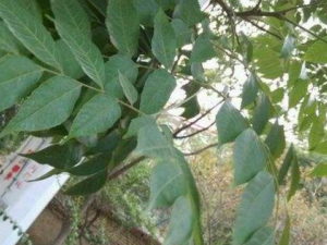 ��Ҷ����ݸ�