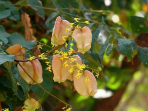 ����Ҷ����