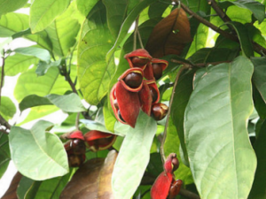 ���۹���