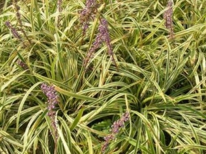 ��Ҷ�ؽײݵĹ�Ч������ ���İ���