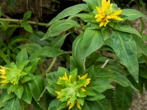 ������·�ƵĹ�Ч������ ������ʪ ��ʯͨ��