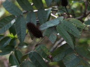 ������Ҷ�Ĺ�Ч������ �ⶾ�ƴ� ɱ��ֹ��